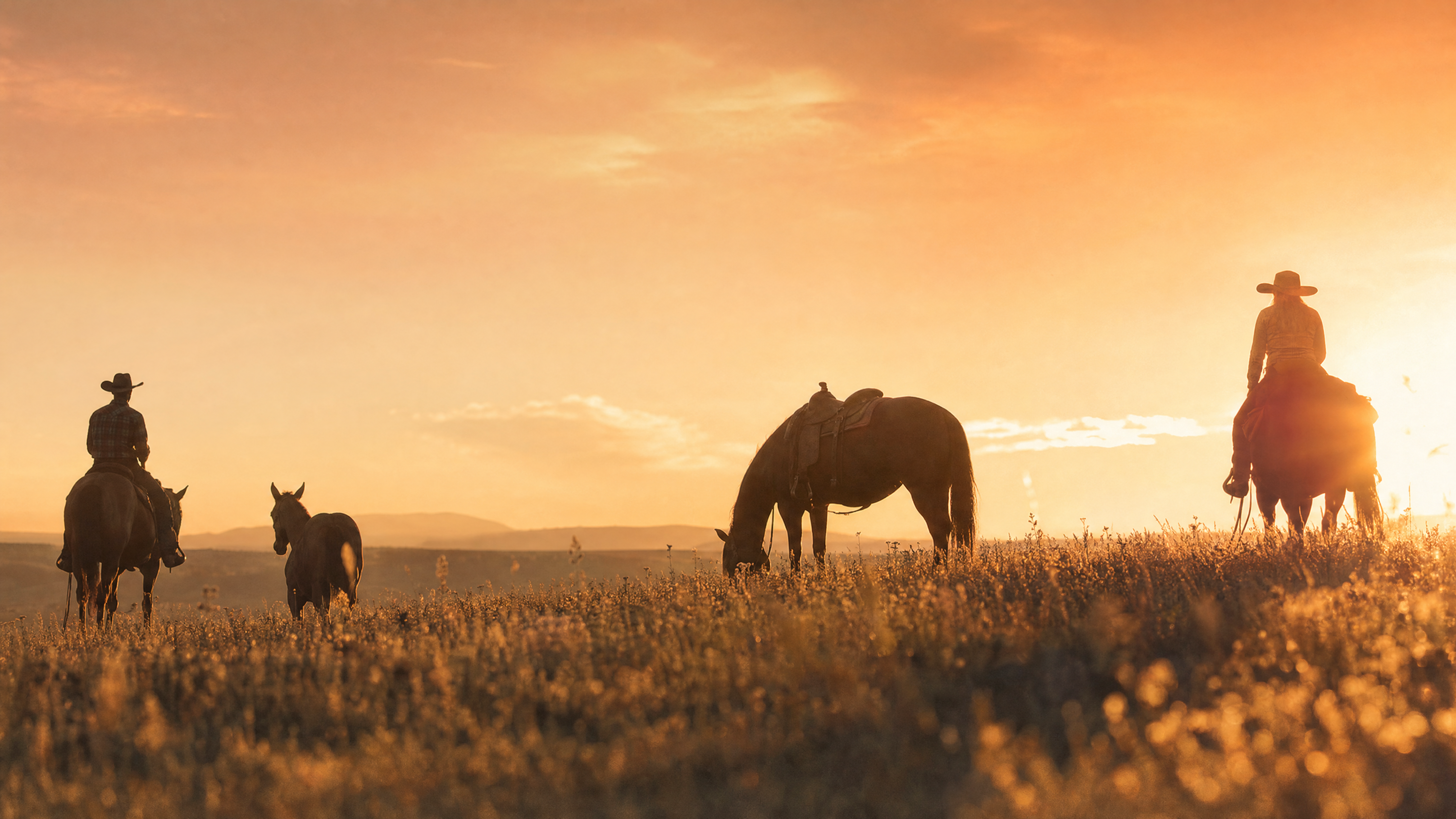 Horses grazing in a field at golden-hour sunset
